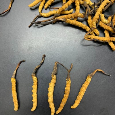 宝林堂 冬虫夏草干草虫草干货冬虫夏草虫草礼盒装规格齐全批发图2