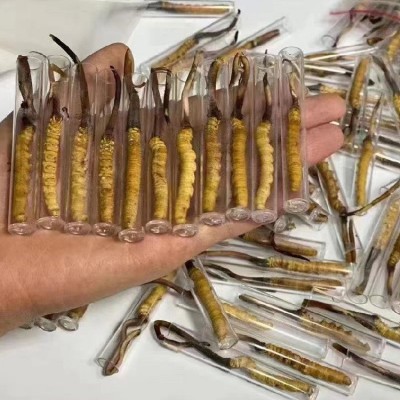 新鲜虫草2023年当季头期新鲜冬虫夏草高海拔青海西宁虫草产地批发图4