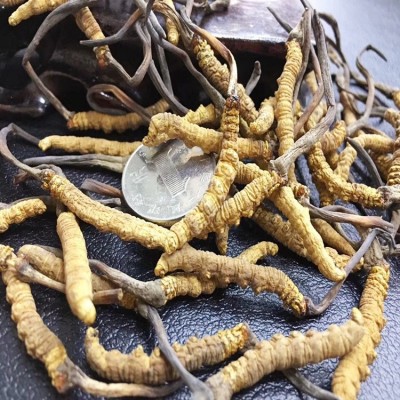 西藏那曲虫草 精选冬虫夏草3000条规格足干无断草 滋补品一件代发图2