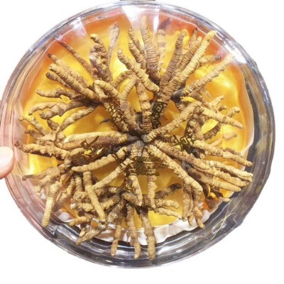 西藏那曲虫草 精选冬虫夏草3000条规格足干无断草 滋补品一件代发图5