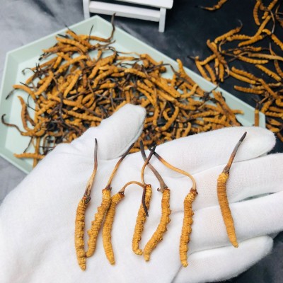 西藏那曲冬虫夏草3000条短尾巴鲜虫草3条/克足干无断冬虫夏草批发图2