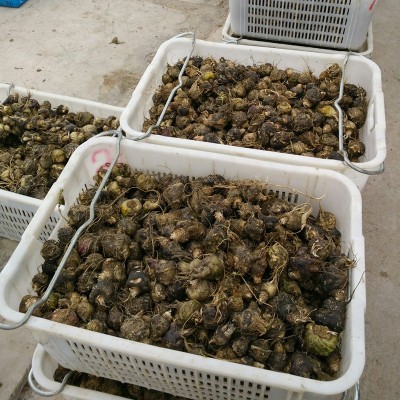 云南丽江黑玛咖干果批发 玛卡干片 磨马卡粉正品产地大货供应代发图3