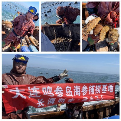 【源头直供】大连深海海参花海参籽海参卵批发新鲜冷冻海产品500g图2