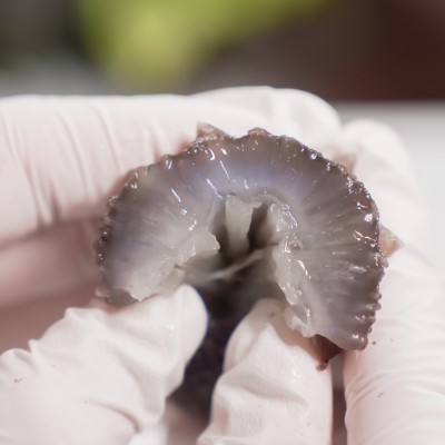 鲜食海参鲜活加工高温煮制肉质肥厚饱满结实源头厂家质量保障批发图3