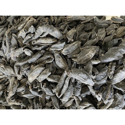 俄罗斯海茄参图4