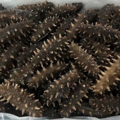 明尊9A级大连即食海参500g刺参鲜蒸即食海参 厂家批发 顺丰发货图2