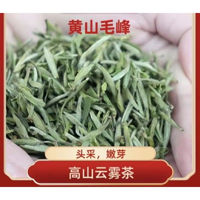 原产地 2023 新茶高山云雾淡香 黄山毛峰 头采嫩芽茶香大量批发图2