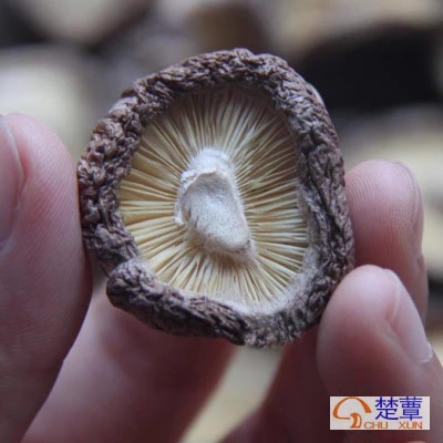厂家直销剪脚香菇干食用菌优质干货肉厚小香菇批发散装500g图2