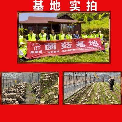 菌汤包抖音同款七彩菌汤包云南彤菌堂菌菇干货汤料包网红款 新货图2