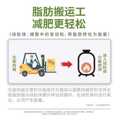 跨境专供鑫玺左旋肉碱排油加速脂肪代谢左旋肉碱胶囊24粒图2