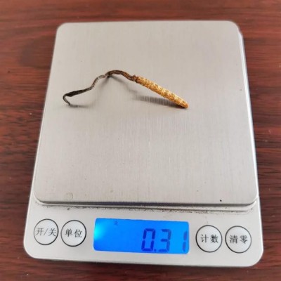 批发虫草 2根1克散装干货虫草 四川虫草泡酒料 虫草茶会销礼品图4