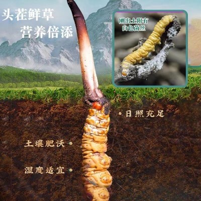 2023新鲜头茬那曲冬虫夏草西藏头期高海拔虫草大量批发 产地直供图2