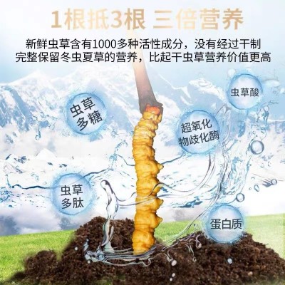 2023新鲜头茬那曲冬虫夏草西藏头期高海拔虫草大量批发 产地直供图3
