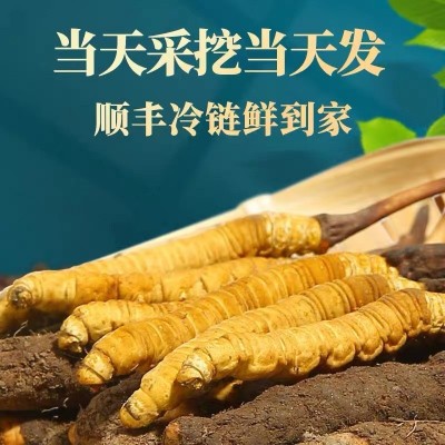 2023新鲜头茬那曲冬虫夏草西藏头期高海拔虫草大量批发 产地直供图4