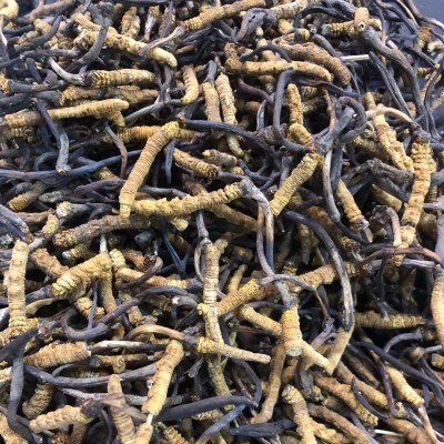 西藏那曲冬虫夏草断草高海拔去尾虫草干货非养殖土特产全规格批发图3