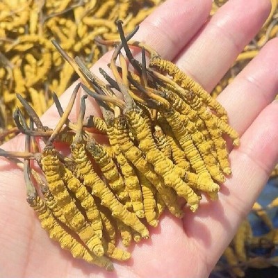 西藏那曲冬虫夏草4根1g 高海拔干虫草正品非人工草礼盒装特产批发图3