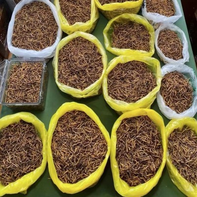 西藏那曲冬虫夏草4根1g 高海拔干虫草正品非人工草礼盒装特产批发图4