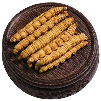 西藏那曲冬虫夏草 纯肉节断草全肉虫草高海拔足干货 支持代发批发图5