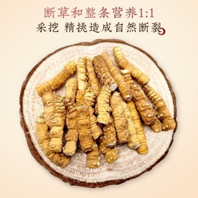 西藏那曲冬虫夏草 纯肉节断草全肉虫草高海拔足干货 支持代发批发图4