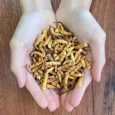 冬虫夏草 虫草 冬虫草 冻干虫草 断草断虫草大量批发一手足干新货图2