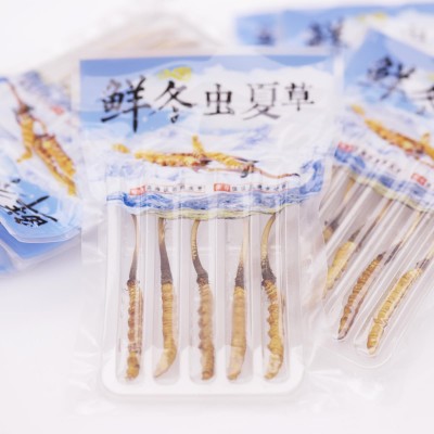 新鲜冬虫夏草虫草批发2023头期鲜草产地直发实体店图5