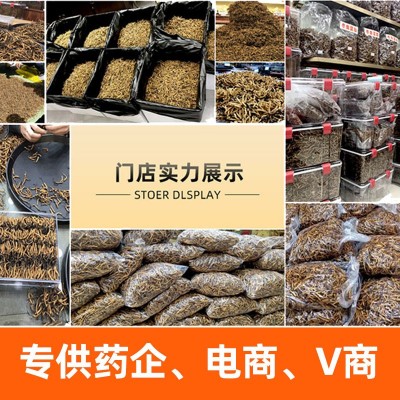 冬虫夏草冻干草精品断虫草批发规格资质齐全诚招代理图4