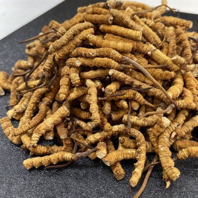 冬虫夏草冻干草精品断虫草批发规格资质齐全诚招代理图2