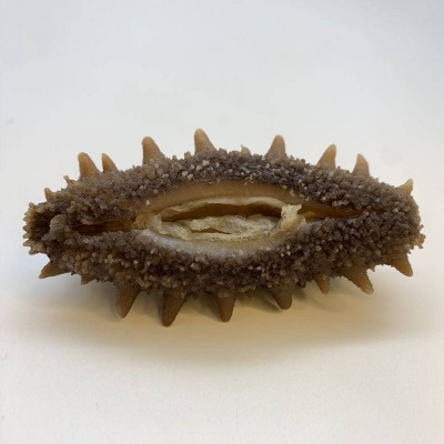 海参工厂大连即食海参鲜食海参辽参海参批发一件代发辽刺参非干货图4