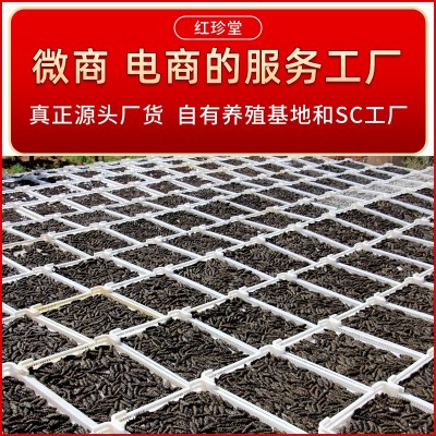 大连纯淡干海参干货批发大连特产非礼盒干制辽参水产大连海参图2