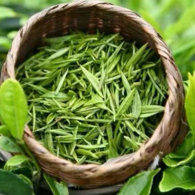 雨芽峰信阳毛尖2023新茶 毛尖绿茶明前一芽一叶茶厂批发500克图3