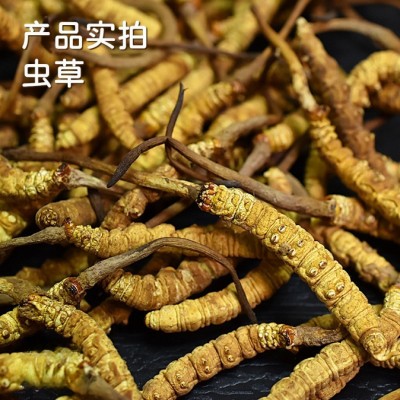 品质冬虫夏草现货高品质地直草直供一件滋补批发冻干干货代发产地图4