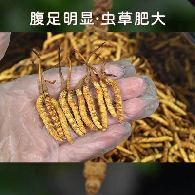 品质冬虫夏草现货高品质地直草直供一件滋补批发冻干干货代发产地图2