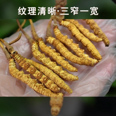 品质冬虫夏草现货高品质地直草直供一件滋补批发冻干干货代发产地图3