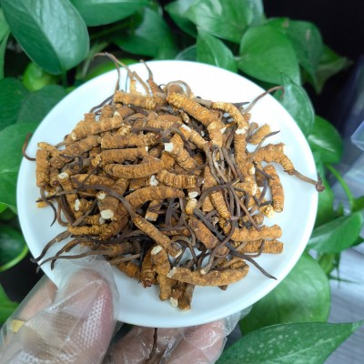 虫草一件草冬虫夏草批发断代发滋补断大泡酒虫草冻干干货图2