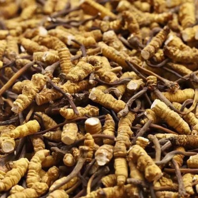 虫草一件草冬虫夏草批发断代发滋补断大泡酒虫草冻干干货图4