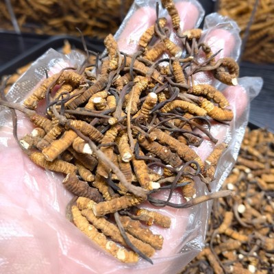 虫草一件草冬虫夏草批发断代发滋补断大泡酒虫草冻干干货图3