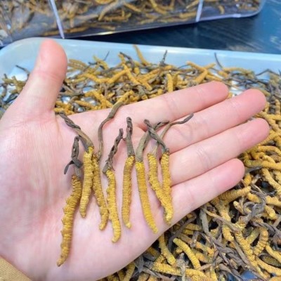 西藏冻干冬虫夏草那曲虫草足干虫草虫草礼盒规格齐全批发支持代发图2