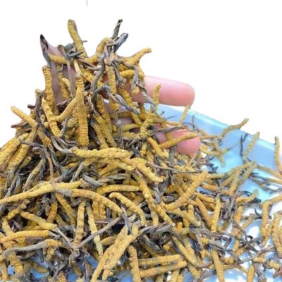 西藏冻干冬虫夏草那曲虫草足干虫草虫草礼盒规格齐全批发支持代发图5