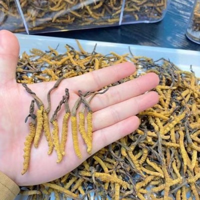 西藏冻干冬虫夏草那曲虫草足干虫草虫草礼盒规格齐全批发支持代发图4