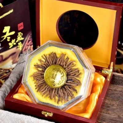 那曲网红小虫草 西藏冬虫夏草100条装一盒 产地直供 量大价优代发图4