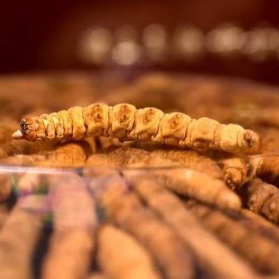 冬虫夏草冻干全肉洁净饱满断草滋补品礼盒装冬虫夏草礼盒批发代发图4