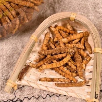 冬虫夏草冻干全肉洁净饱满断草滋补品礼盒装冬虫夏草礼盒批发代发图2