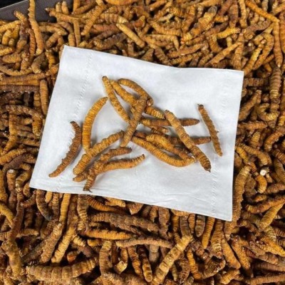 冻干冬虫夏草全肉冻干虫草散装虫草礼盒西藏那曲虫草批发支持代发图3