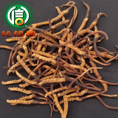 4月份产新新鲜虫草0.2~0.3克每根散装产地直供冬虫夏草沁信源图2