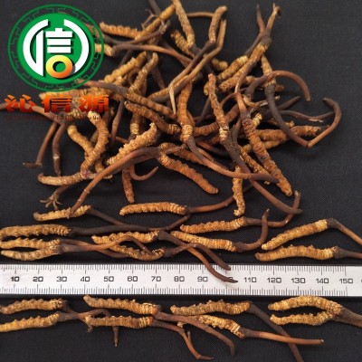 4月份产新新鲜虫草0.2~0.3克每根散装产地直供冬虫夏草沁信源图3