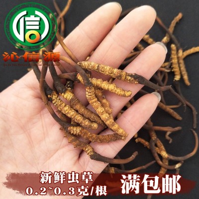 4月份产新新鲜虫草0.2~0.3克每根散装产地直供冬虫夏草沁信源图1