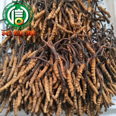 4月份产新新鲜虫草0.2~0.3克每根散装产地直供冬虫夏草沁信源图4