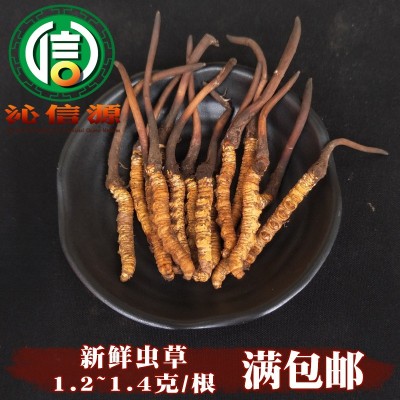 4月份产新新鲜虫草1.2~1.4克每根散装产地直供冬虫夏草沁信源图1