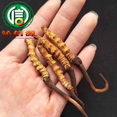 4月份产新新鲜虫草1.2~1.4克每根散装产地直供冬虫夏草沁信源图2