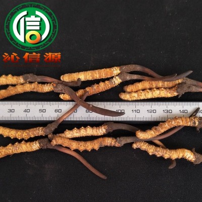 4月份产新新鲜虫草1.2~1.4克每根散装产地直供冬虫夏草沁信源图3